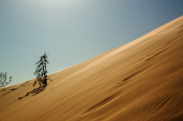 Krajobraz pustynny samotne drzewo zasypywane przez piasek - obrazy, fototapety, plakaty