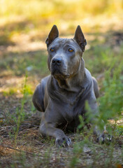 Thai Ridgeback on a yacht..