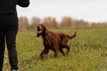 Beautiful Irish Setter standing in the field