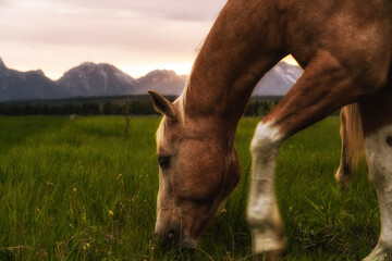 beautiful peaceful horses in the meadow at sunset