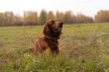 Red Irish Setter in the field. Irish Setter portrait