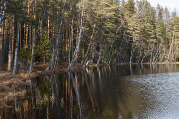 Autumn forest reflected in the water. Pines, birch trees.