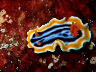 Chromodoris nudibranch on soft coral