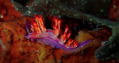 Colourful sea slug