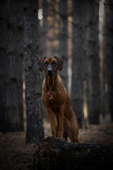 Beautiful dog rhodesian ridgeback hound outdoors on a forest background