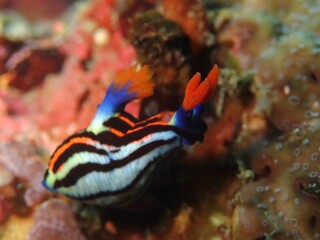 Fototapeta na wymiar Brightly coloured nudibranch