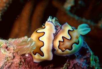 Pair of nudibranches mating