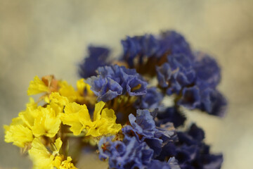 Yellow and blue limonium flowers on gray background. Yellow-blue color of the Ukrainian flag
