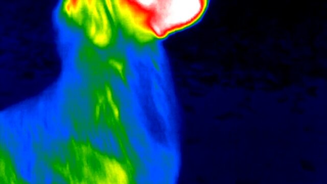 Dog Hovawart in Thermal imaging camera detecting high body temperature. Thermography concept.