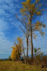 Fototapeta premium tree in autumn