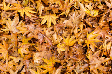 Pile of  Plane tree wet autumn leaves