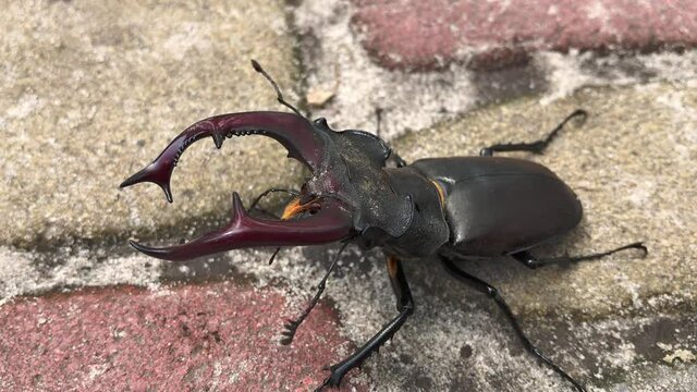 Male Beetle Stag (Lucanus Cervus) crawls on the paving tile - macro shot. 