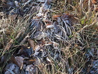 Fallen leaves with white frost, abstract natural background. Frozen foliage on the ground. First frost. Yellow fallen leaves covered with ice and hoarfrost, top view. Late autumn, freezing concept.