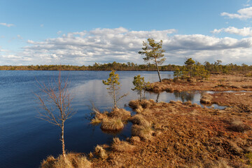 Swamp Kakerdaja in Estonia at the autumn. Marshland is equipped by woodens walking pathes.