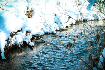 winter morning in the park