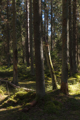 Pine forest environment lit by sun rays. Play of light, shadows and green color.