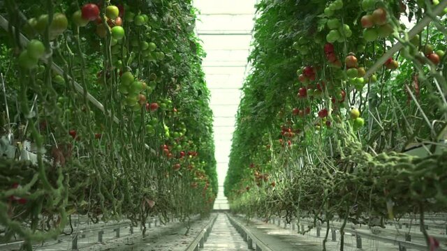 Greenhouse tomatoes on farm grown using hydroponics technology Spbd. Inside farm vegetables with branches grow in rows with nutrients along with water. Huge modern fruit gardens provide fresh eco