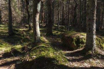 Pine forest environment lit by sun rays. Play of light, shadows and green color.