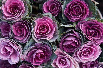 Top view of the lot of decorative cabbage flowers