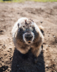 marmot in the mountains