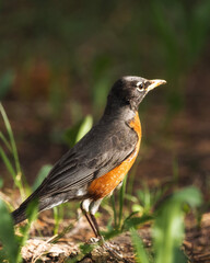 robin on a branch