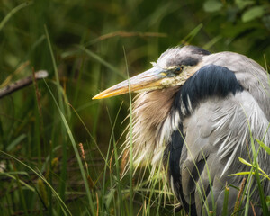 great blue heron looking funny widlife