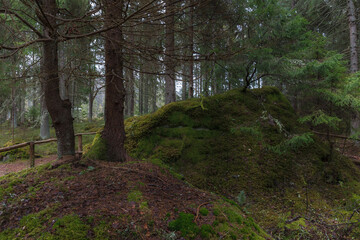 Pine forest on the former swampland, wilderness with walking pathes.