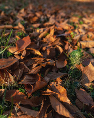 fallen autumn leaves fall yellow red colors