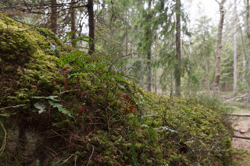 Pine forest on the former swampland, wilderness with walking pathes.