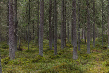 Pine forest on the former swampland, wilderness with walking pathes.