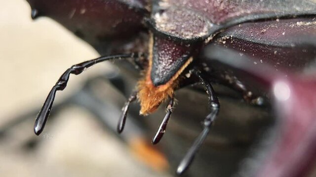 The Head of Male Beetle Stag with horns and antennae (Lucanus Cervus) - macro Shot
