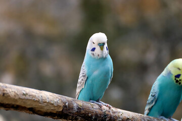 Portrait de perruche bleue