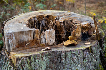 tree trunk and mushrooms