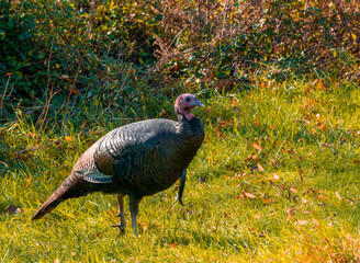 turkey for thanksgiving