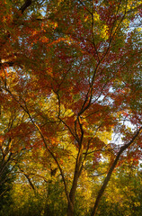 Colored leaves on Ohzenji