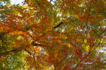 Colored leaves on Ohzenji