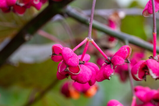 Das Pfaffenh&uuml;tchen, Euonymus europaeus ist einer unserer h&auml;ufigsten heimischen Str&auml;ucher. Aus seinem z&auml;hen Holz wurden fr&uuml;her Orgelpfeifen, Schuhn&auml;gel und Stricknadeln hergestellt.