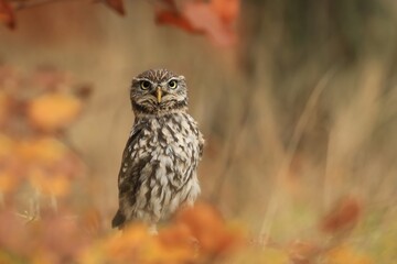 little owl in autumn forest. Athene noctua. Wildlife scene from nature. Owl in the nature habitat.