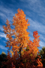 Orange and Blue Autumn tree against sky