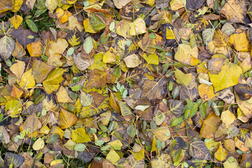 Pile of  wet fallen autumn leaves in park 