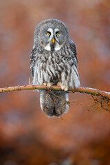 The great grey owl or great gray owl (Strix nebulosa) is a very large owl, documented as the world's largest species of owl by length.