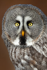 The great grey owl or great gray owl (Strix nebulosa) is a very large owl, documented as the world's largest species of owl by length.