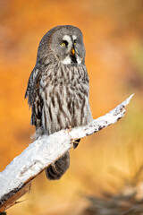 The great grey owl or great gray owl (Strix nebulosa) is a very large owl, documented as the world's largest species of owl by length.