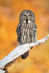 The great grey owl or great gray owl (Strix nebulosa) is a very large owl, documented as the world's largest species of owl by length.