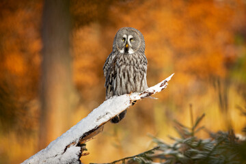 The great grey owl or great gray owl (Strix nebulosa) is a very large owl, documented as the world's largest species of owl by length.