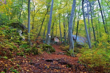 forest in autumn