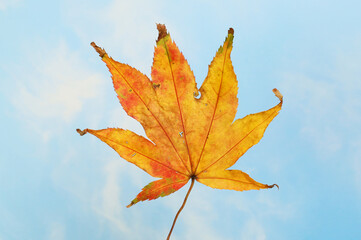 Autumnal acer leaf