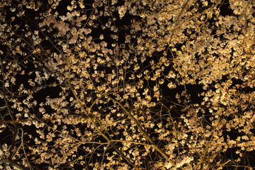 Night bloom Matsumoto
