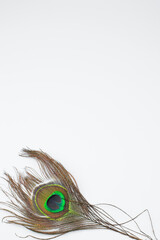 Obraz premium photophone: peacock feather in the corner on a white background