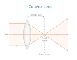Vector scientific illustration of a convex lens or converging lens isolated on white. Physics, optics, photography. Labeled convex lens converges the light rays passing through the lens to a point. - obrazy, fototapety, plakaty